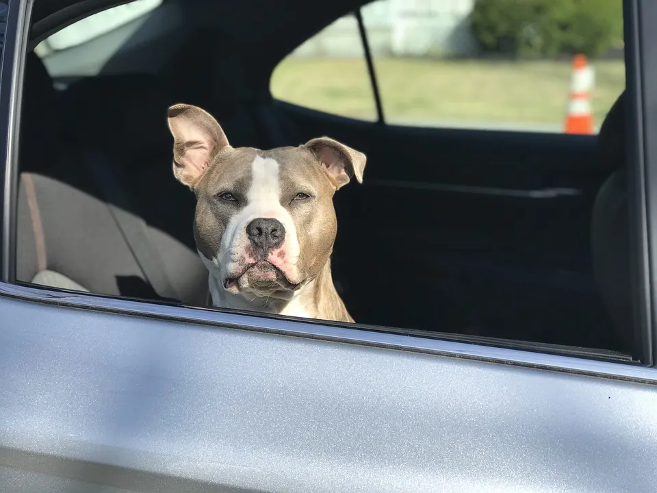 hond auto pixabay