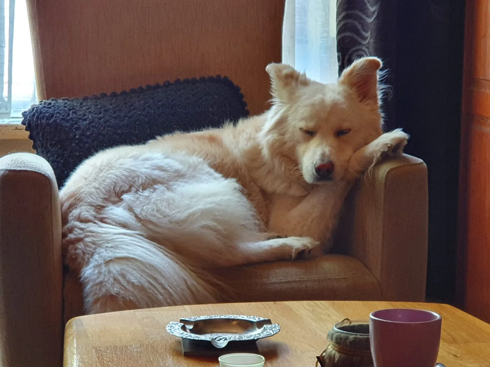 hond