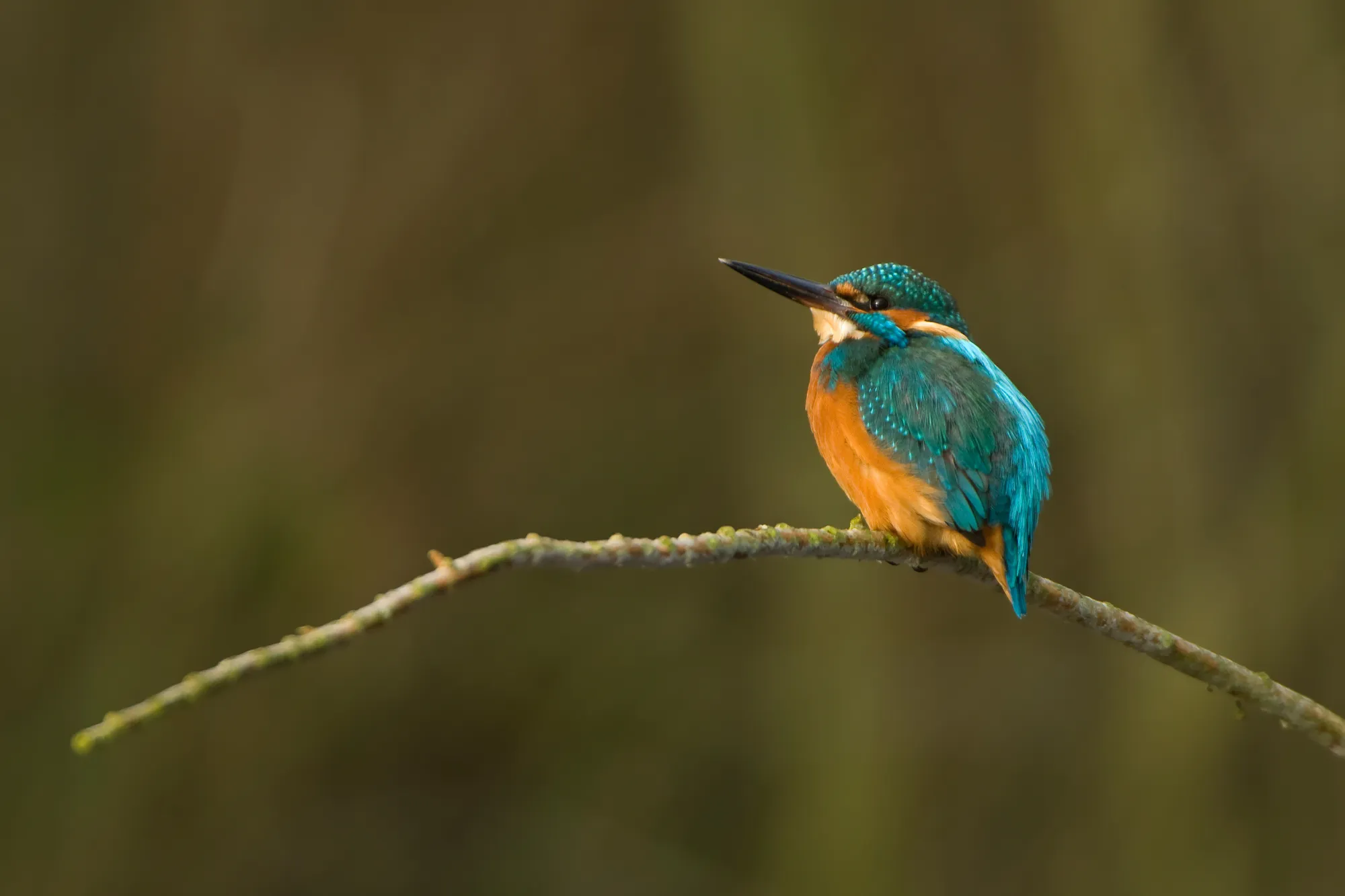 ijsvogel patrick palmen
