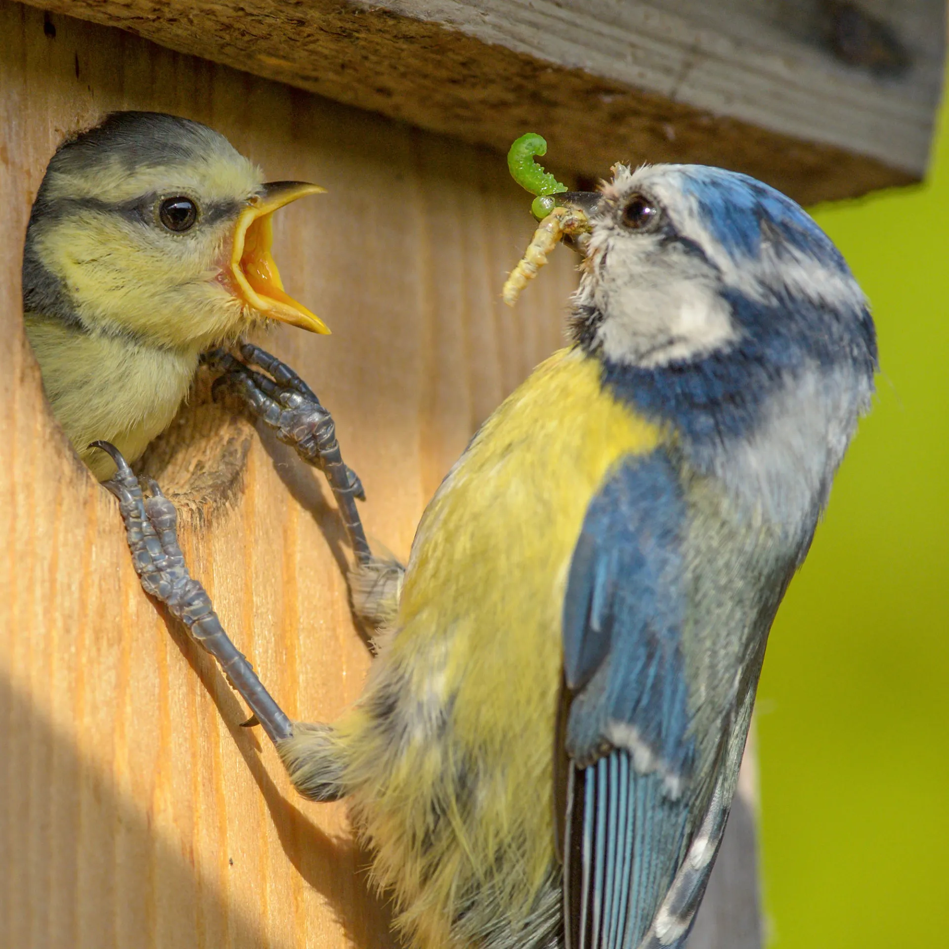 impactgesprekbiodiversiteit