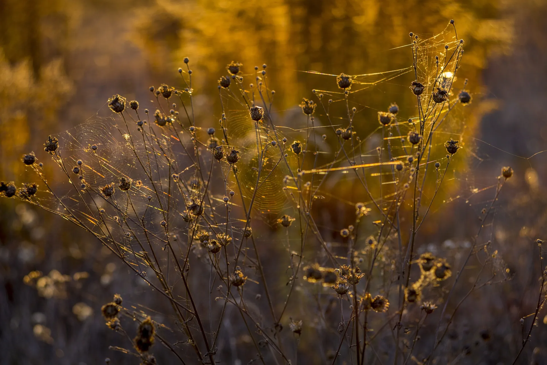 indian summer 2093566 1920