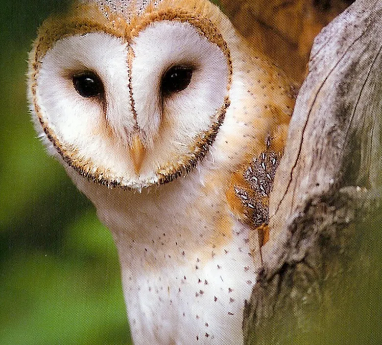 kerkuil vogelbescherming nederland5980