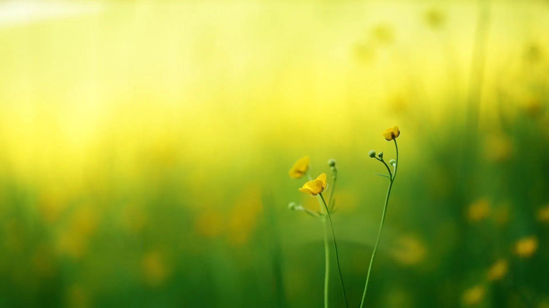 nature 3092005 1920