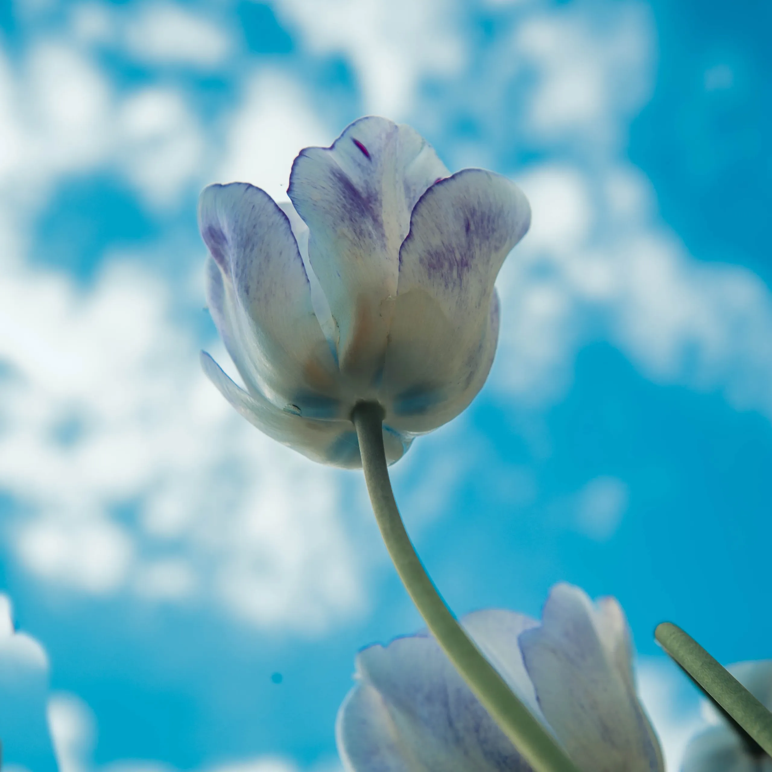 petervandermast tweedeprijs