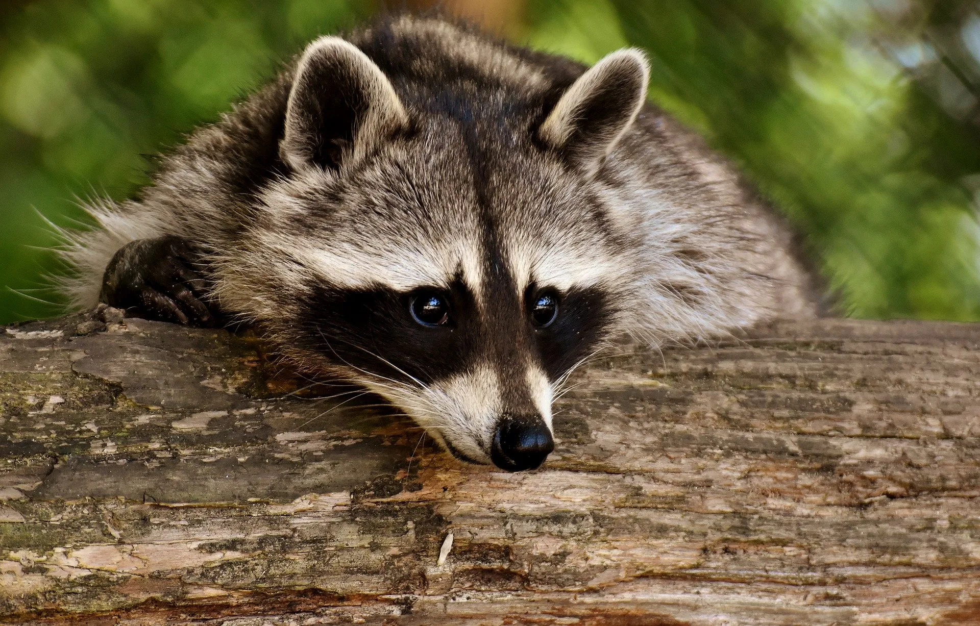 raccoon g6ed5da0af 1920