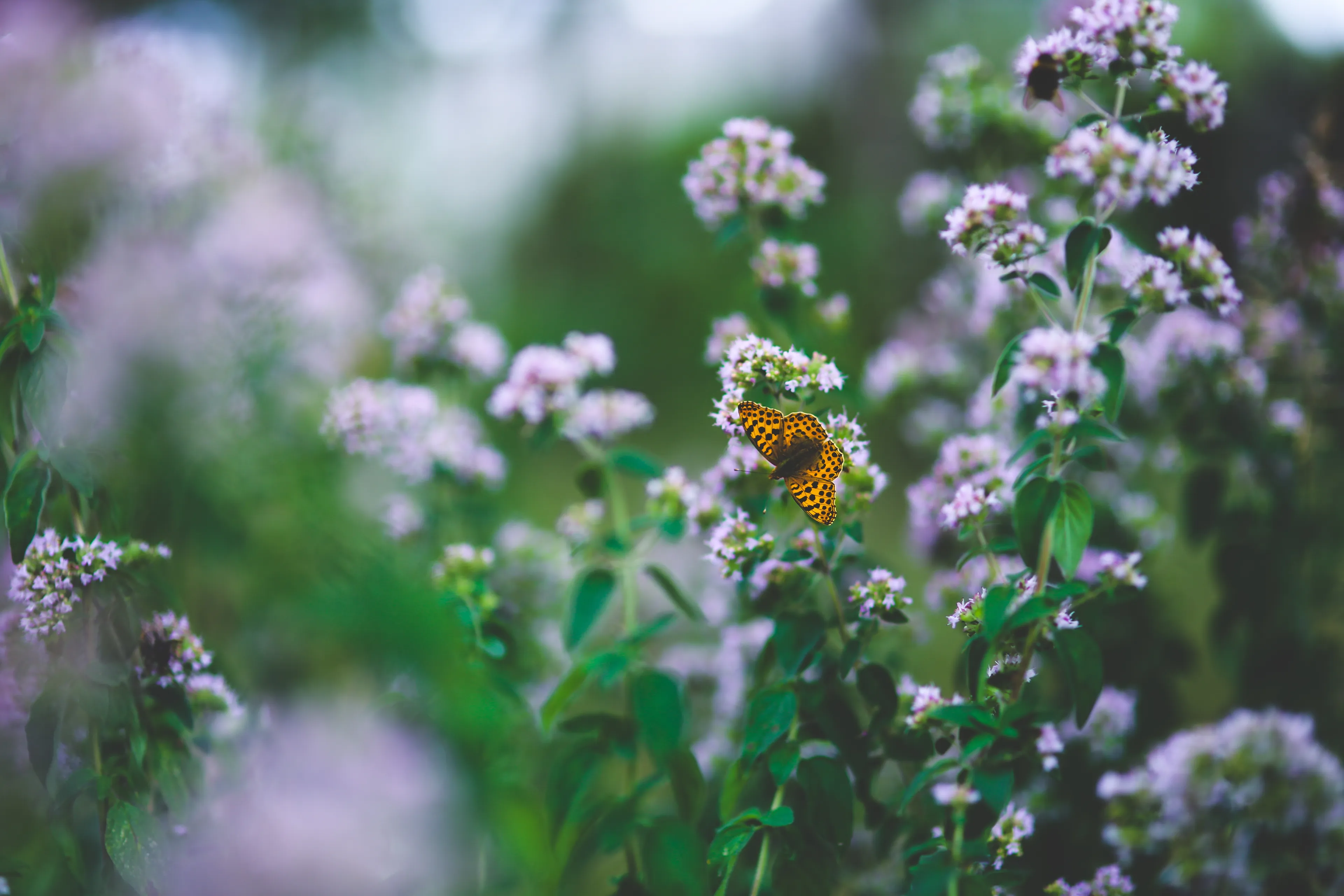 sfgll foto bij persbericht klepelmaaier foto karolina grabowska pixabay