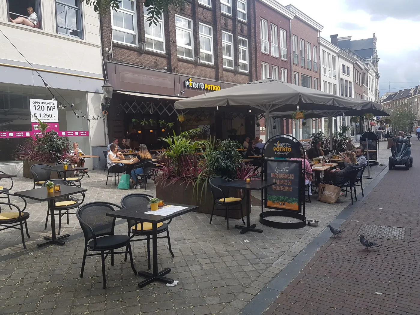 terras guus