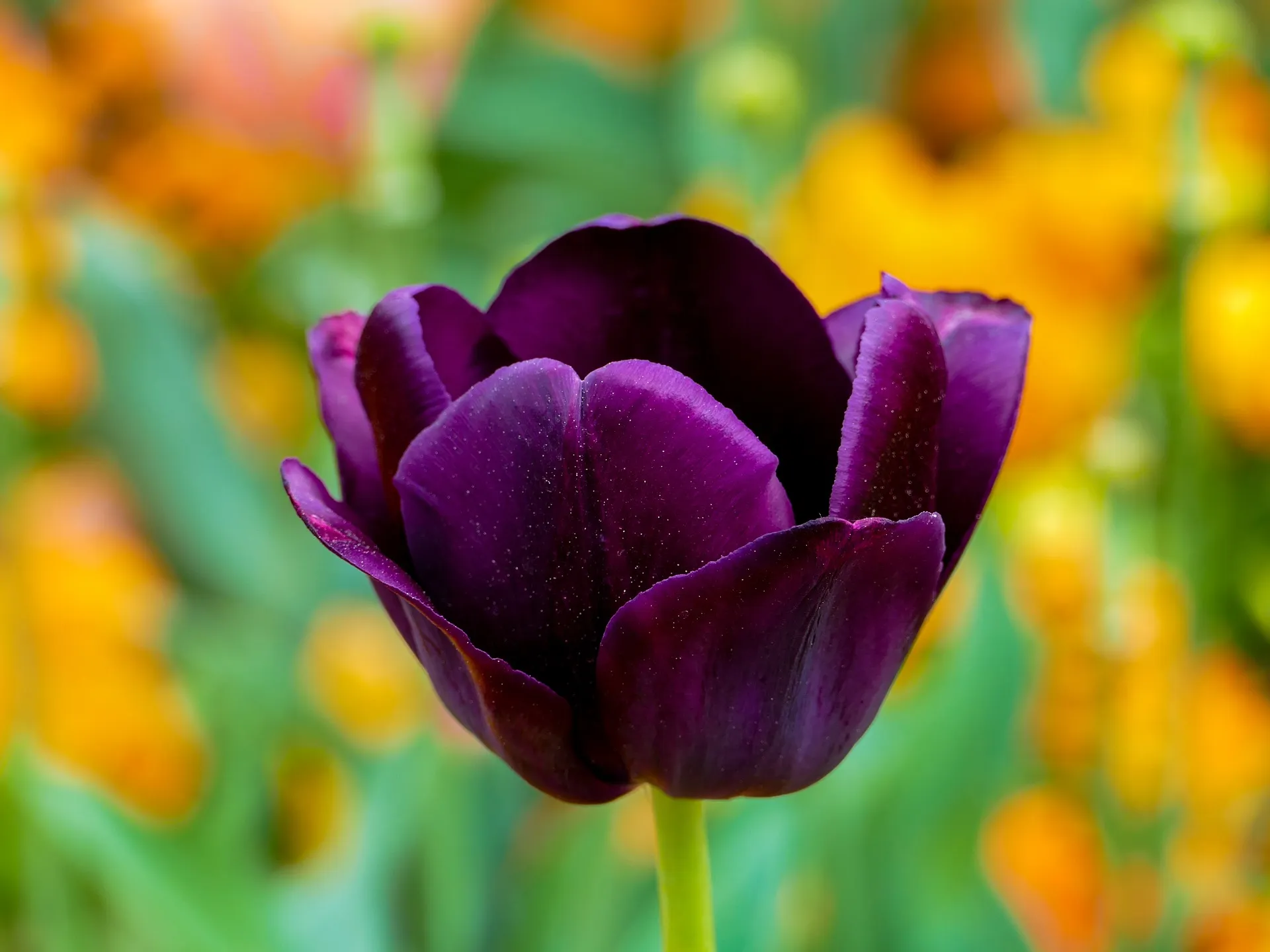 tulip 3360748 1920