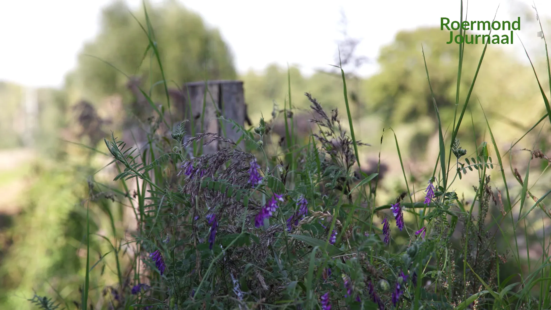 vlcsnap 2021 09 12 07h38m26s988