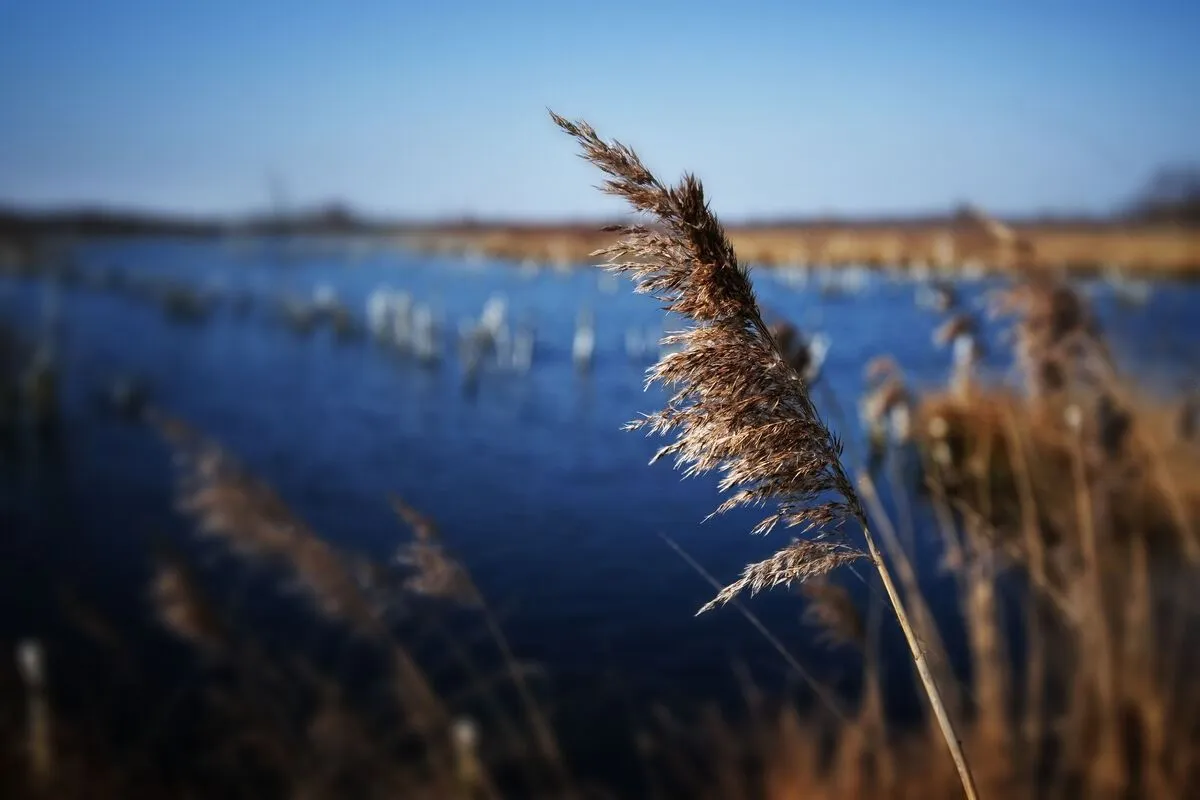 waterschap limburg