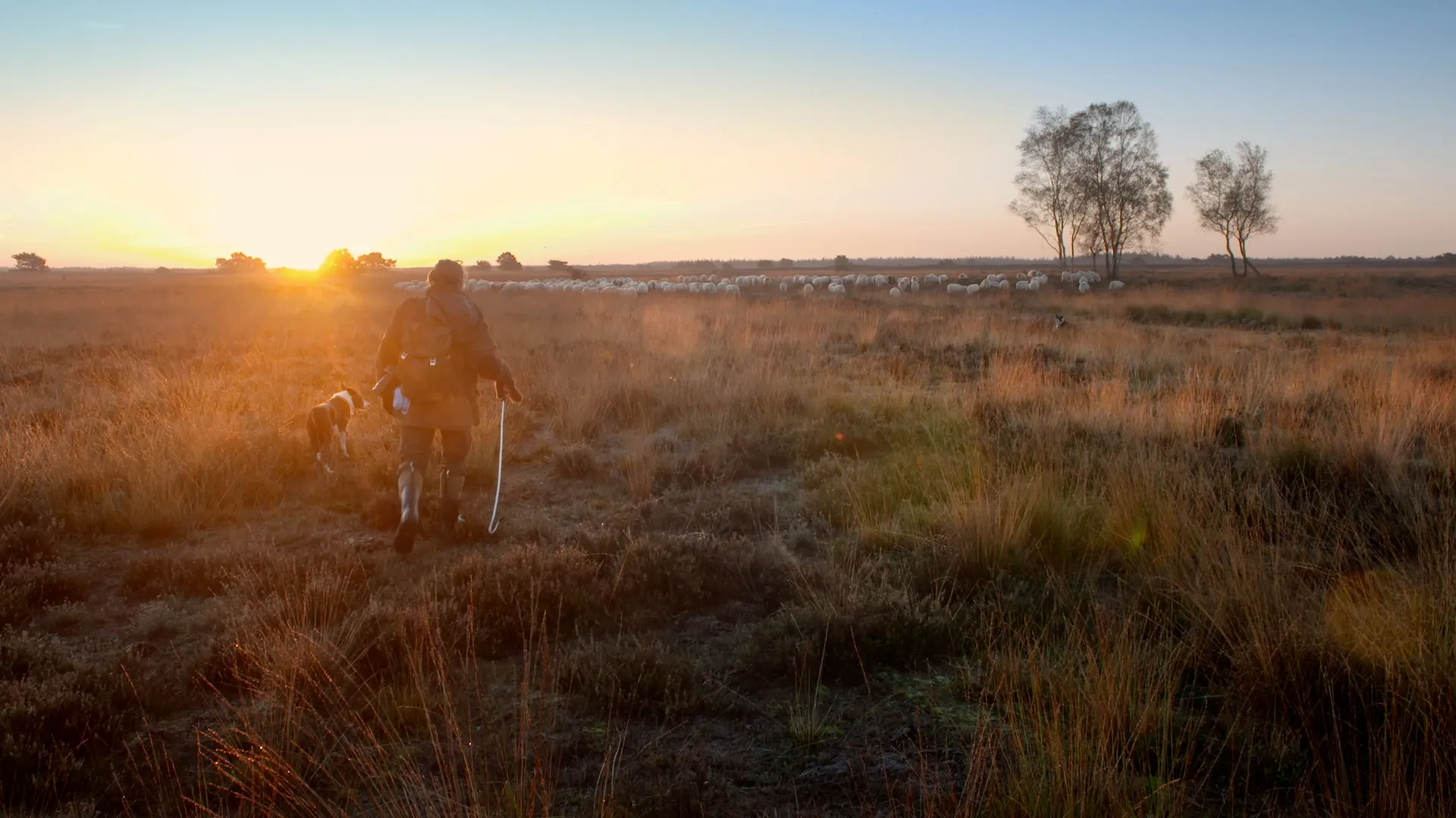 wolvenland marc baars