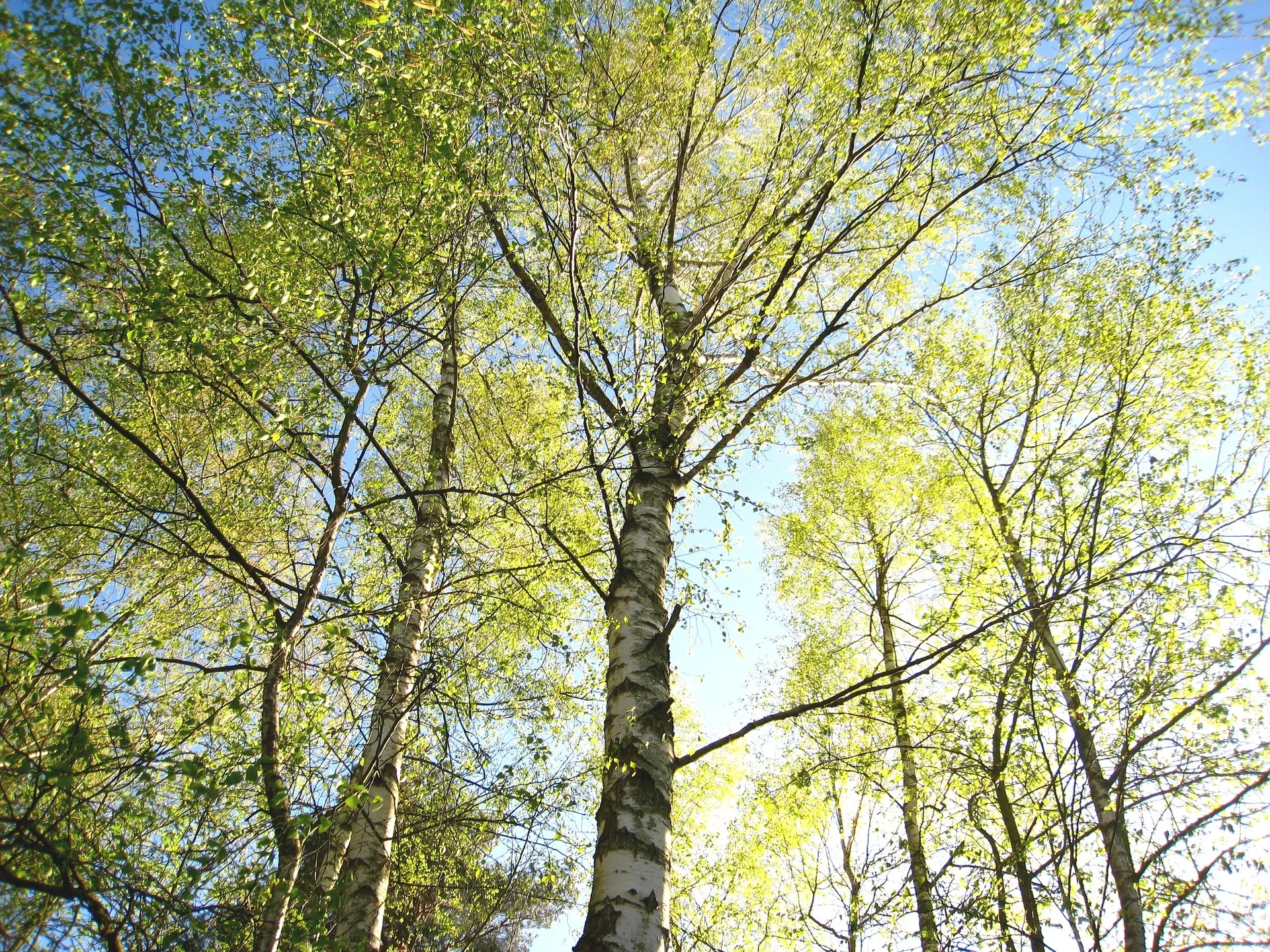 young birch trees 1363116 1920 1