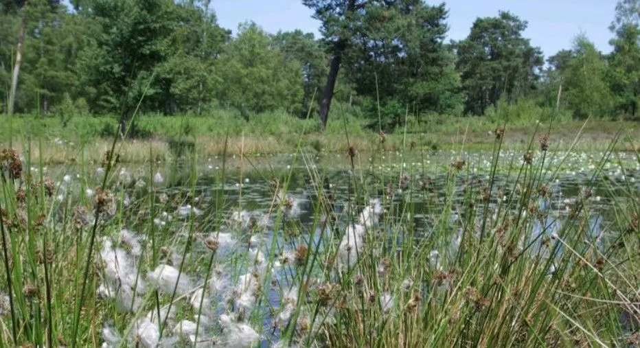 beegderheide
