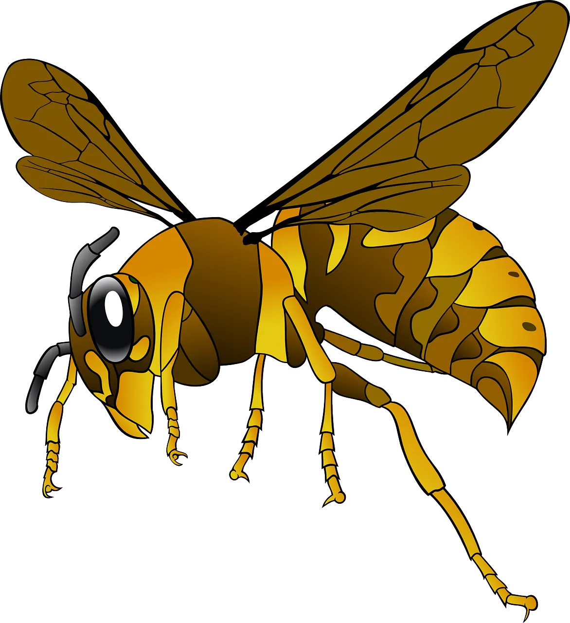 hornet 151003 1280