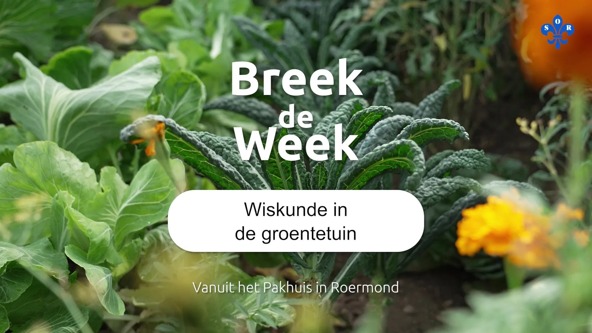 th rmntv wat snappen bijen van wiskunde breek de week