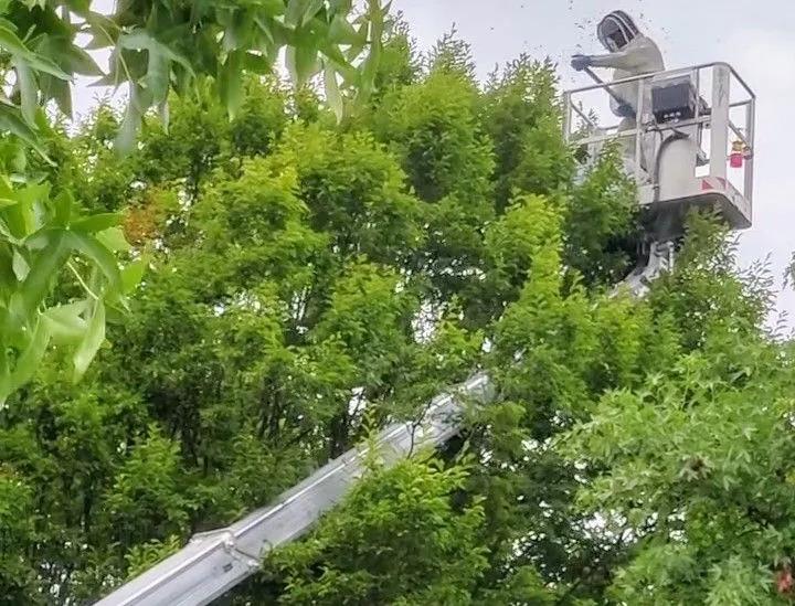 aziatische hoornaar verwijderen