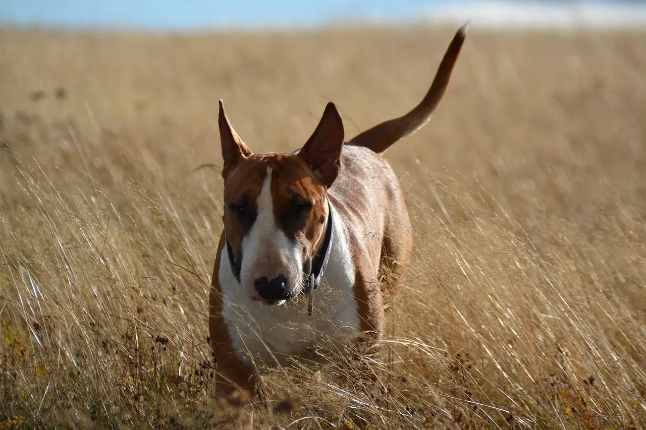 bull terrier 6655261 1280