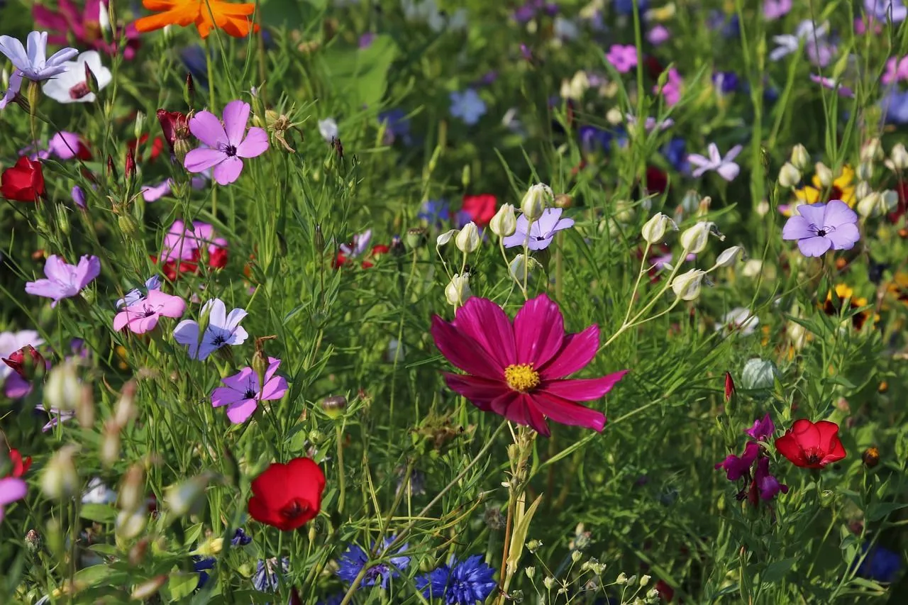 flowers 3571119 1280