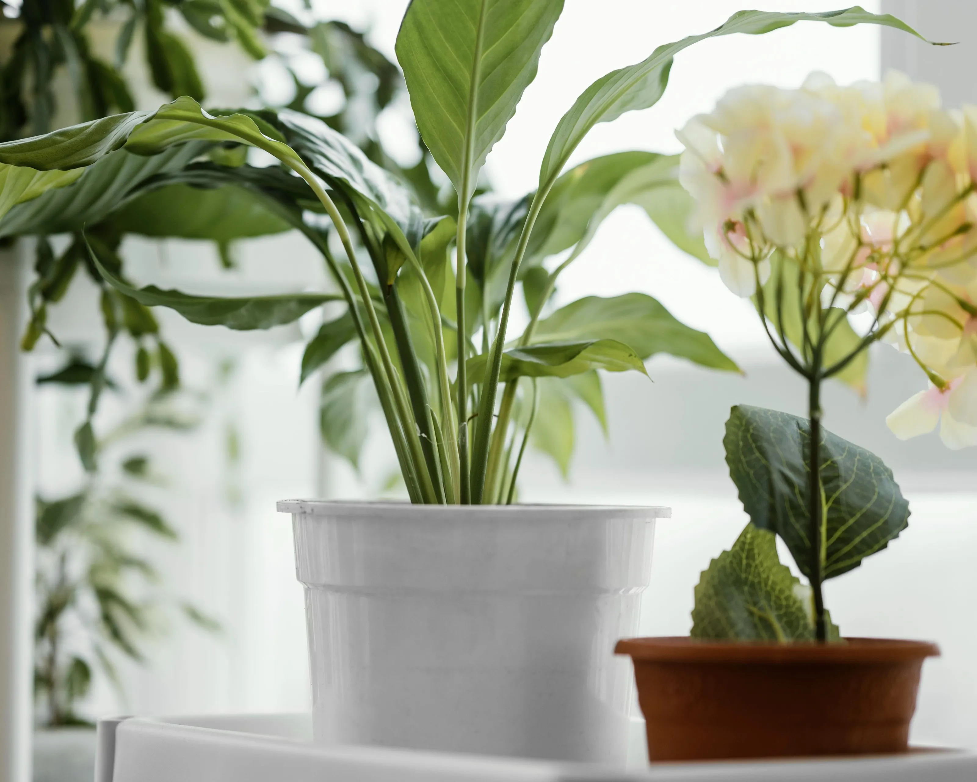 front view indoors plants pots window