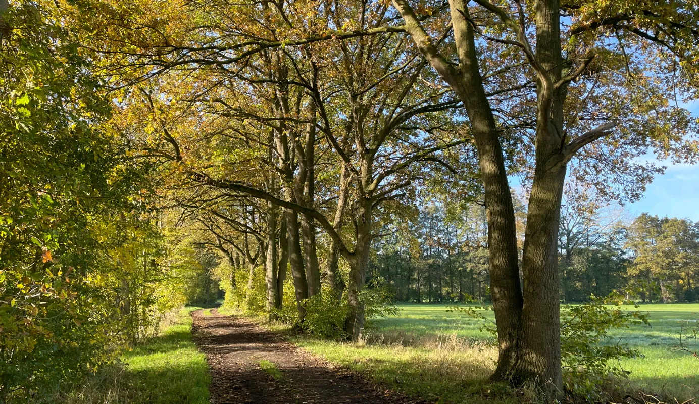 ijzerbos