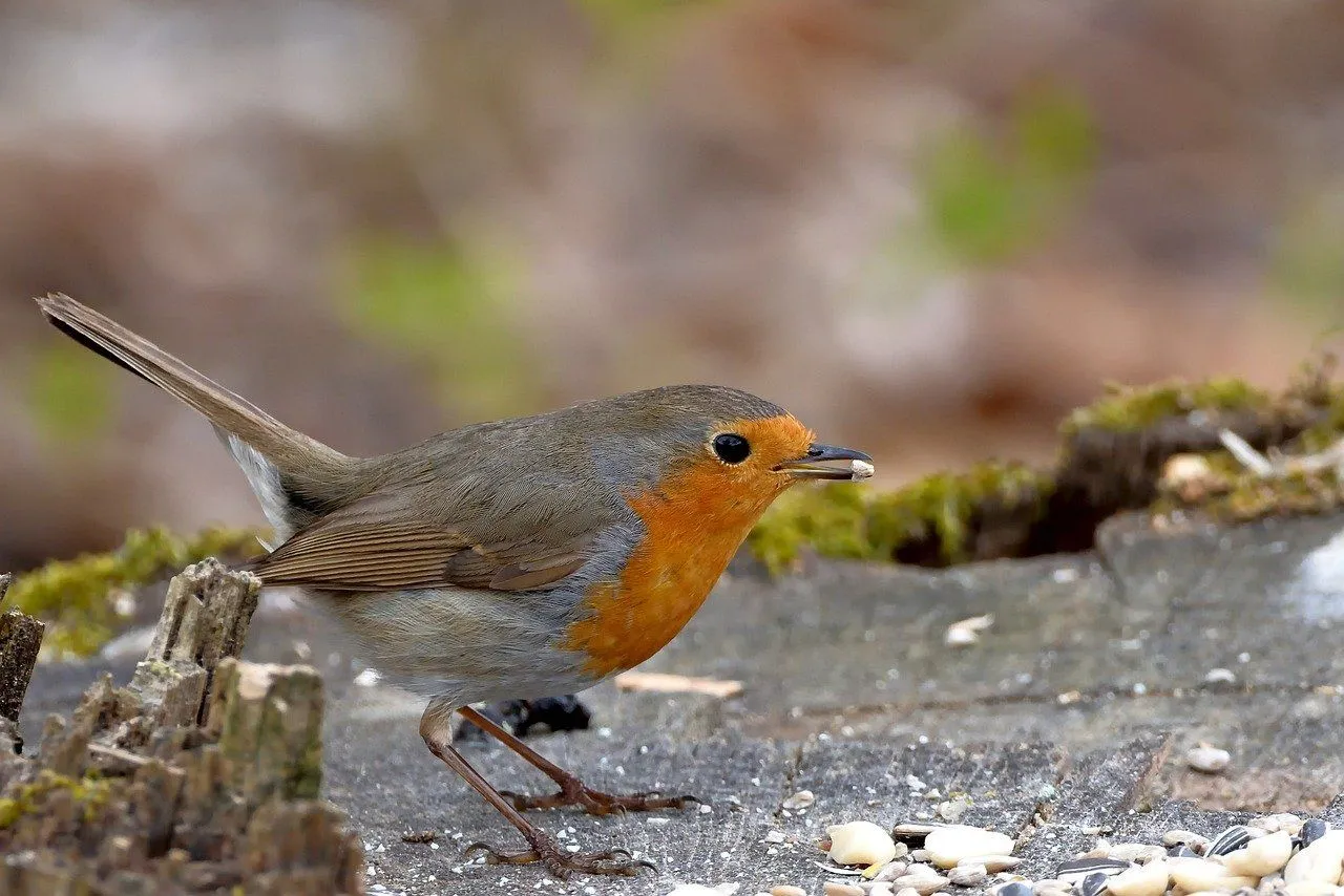 robin 8083148 1280