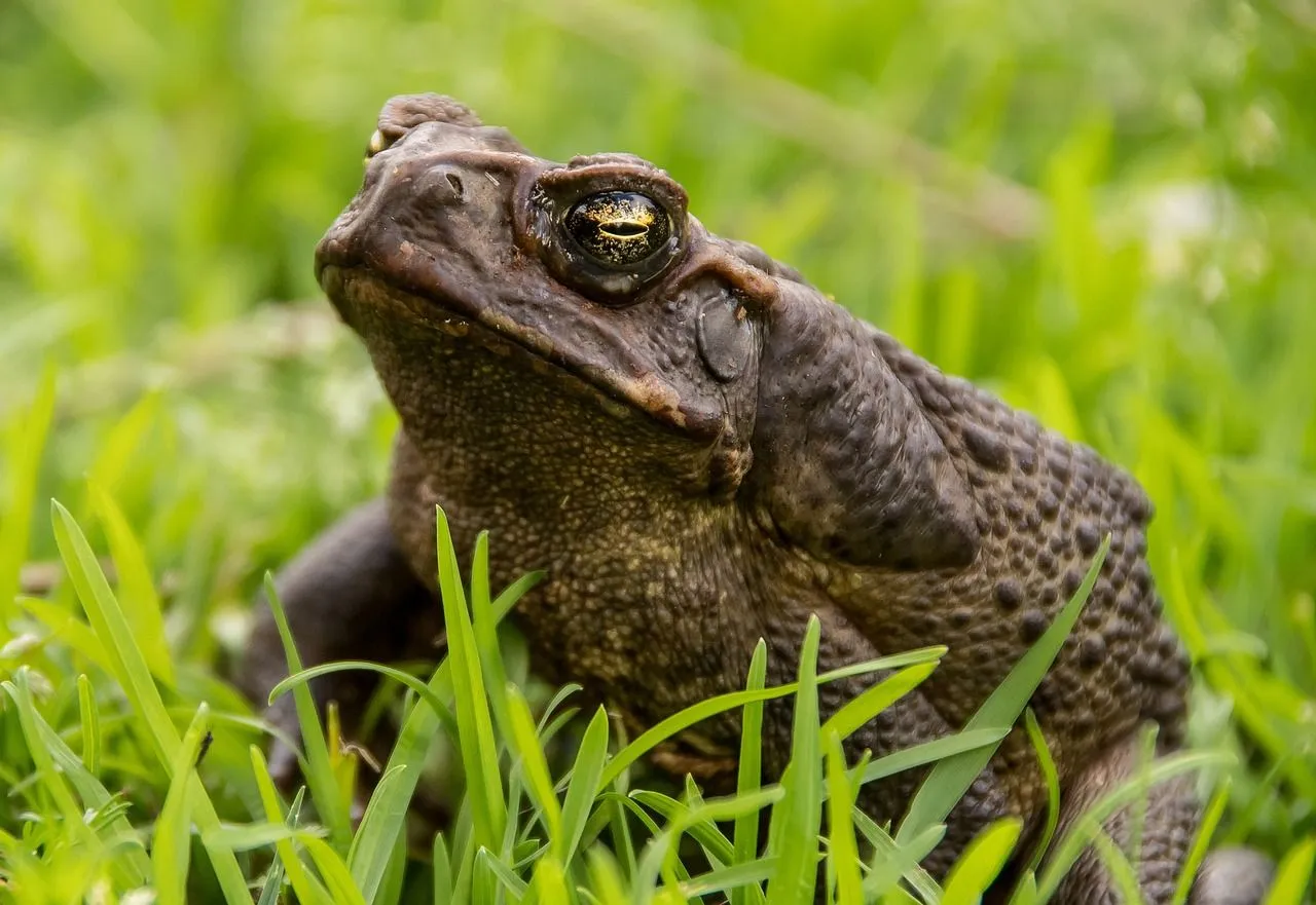 cane toad 5537940 1280