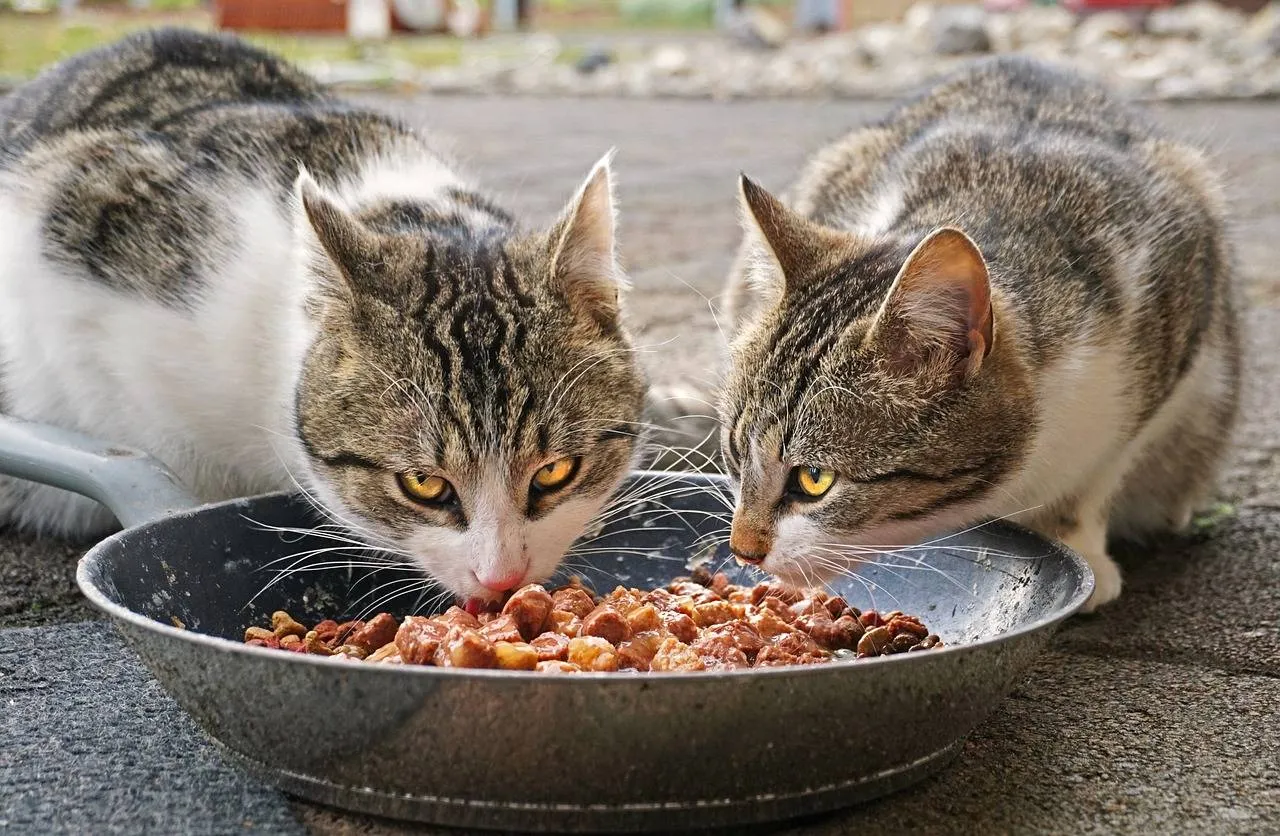 cats 4372525 1280