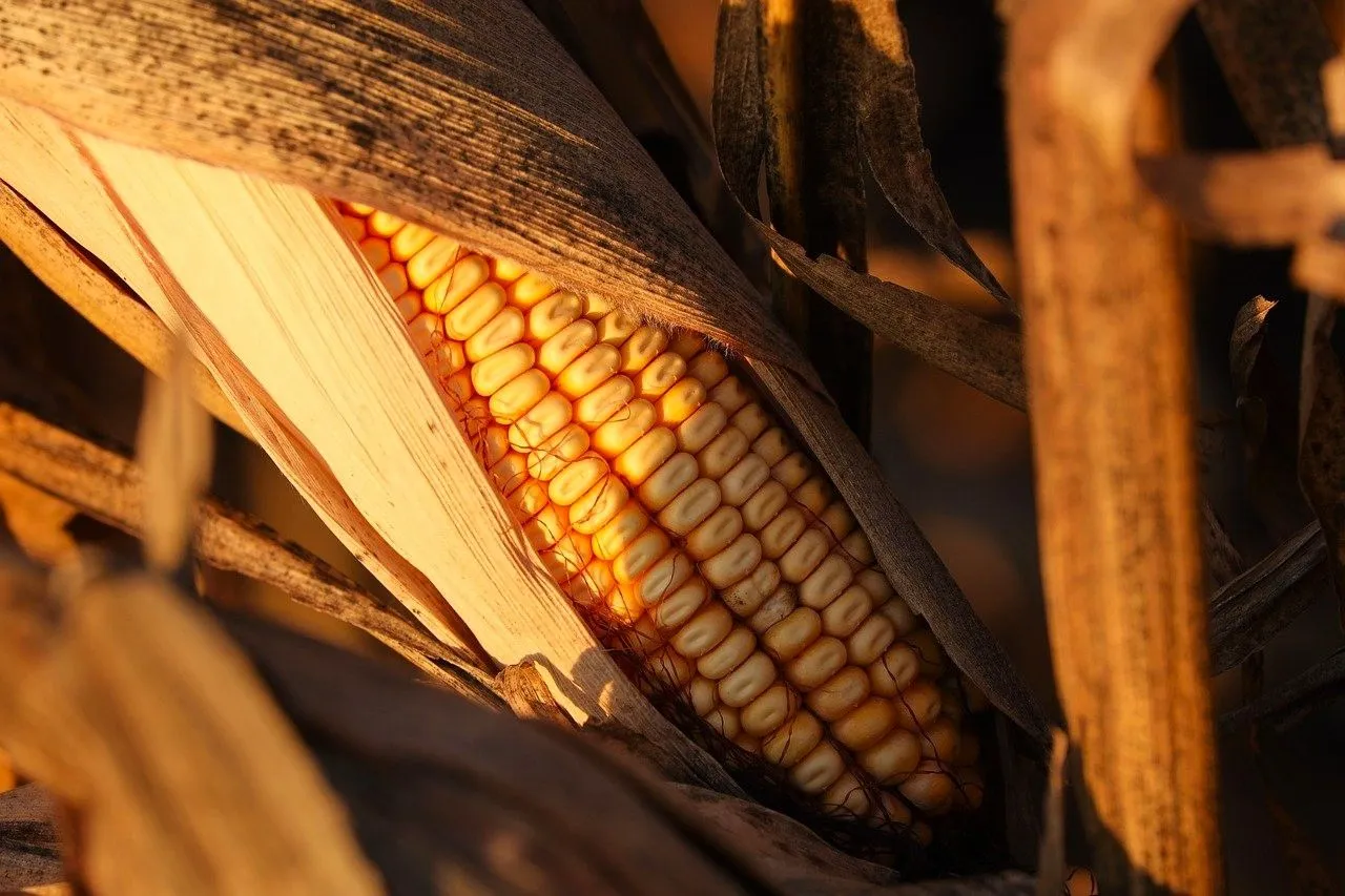 corn 9064747 1280