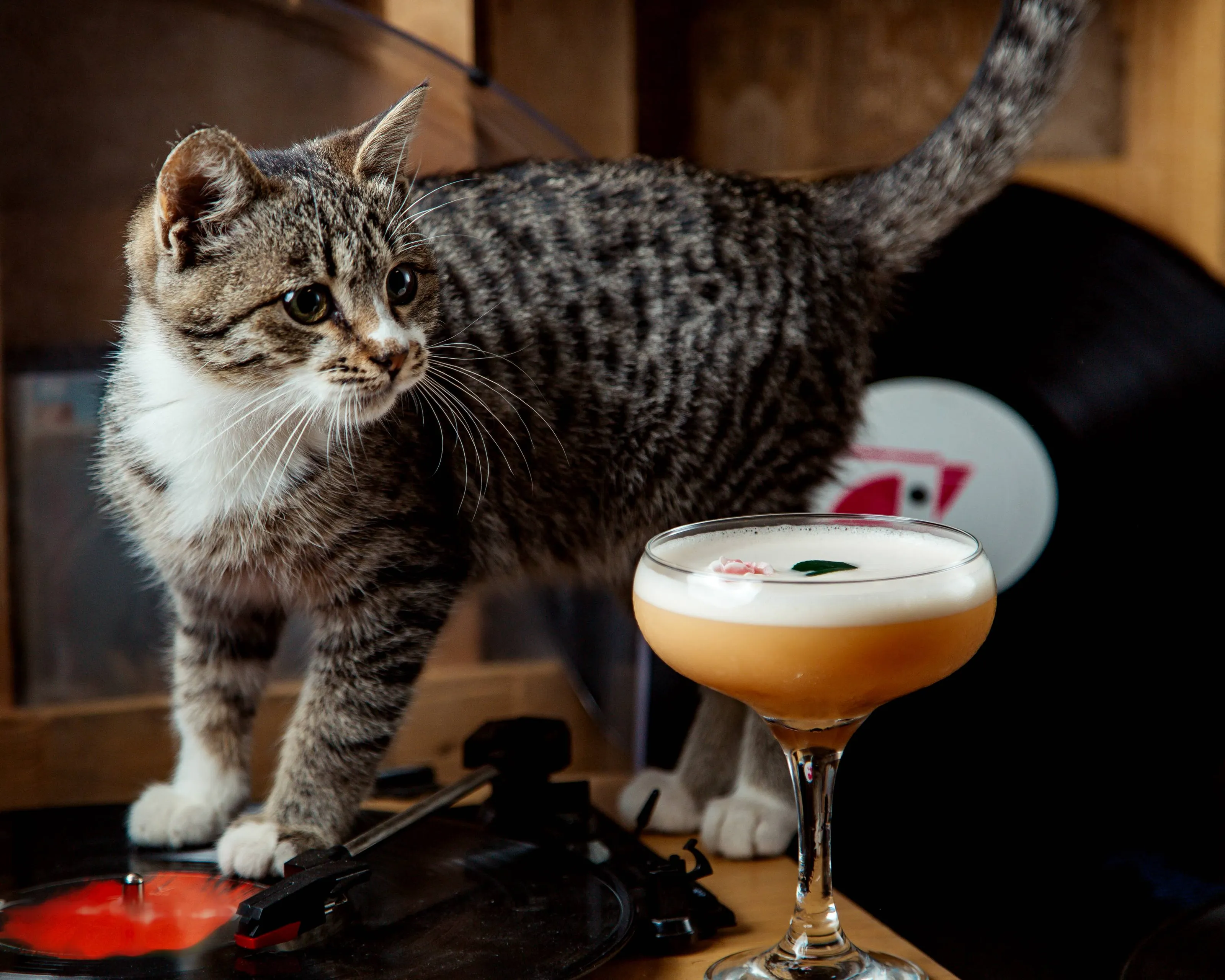 glass foamy cocktail garnished with flower placed cat