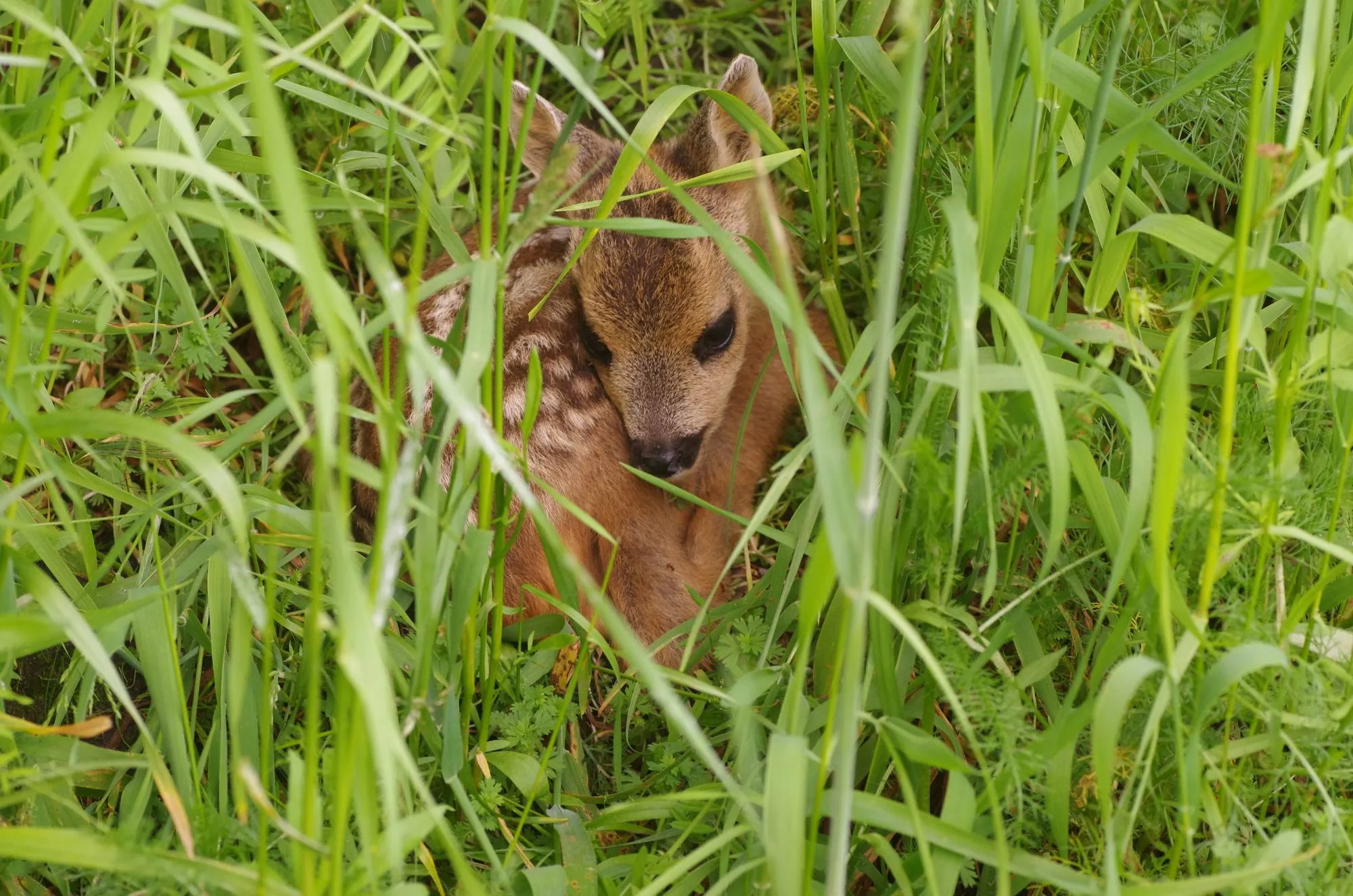 reekalf huub schmitz imgp3747