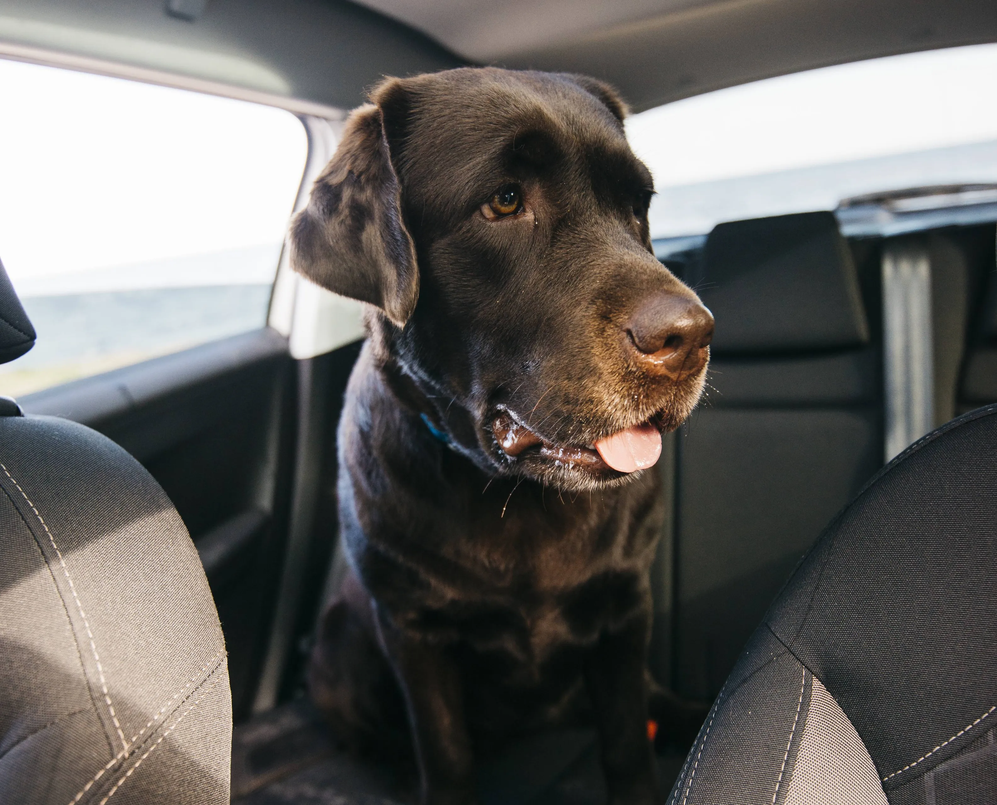 big black dog car