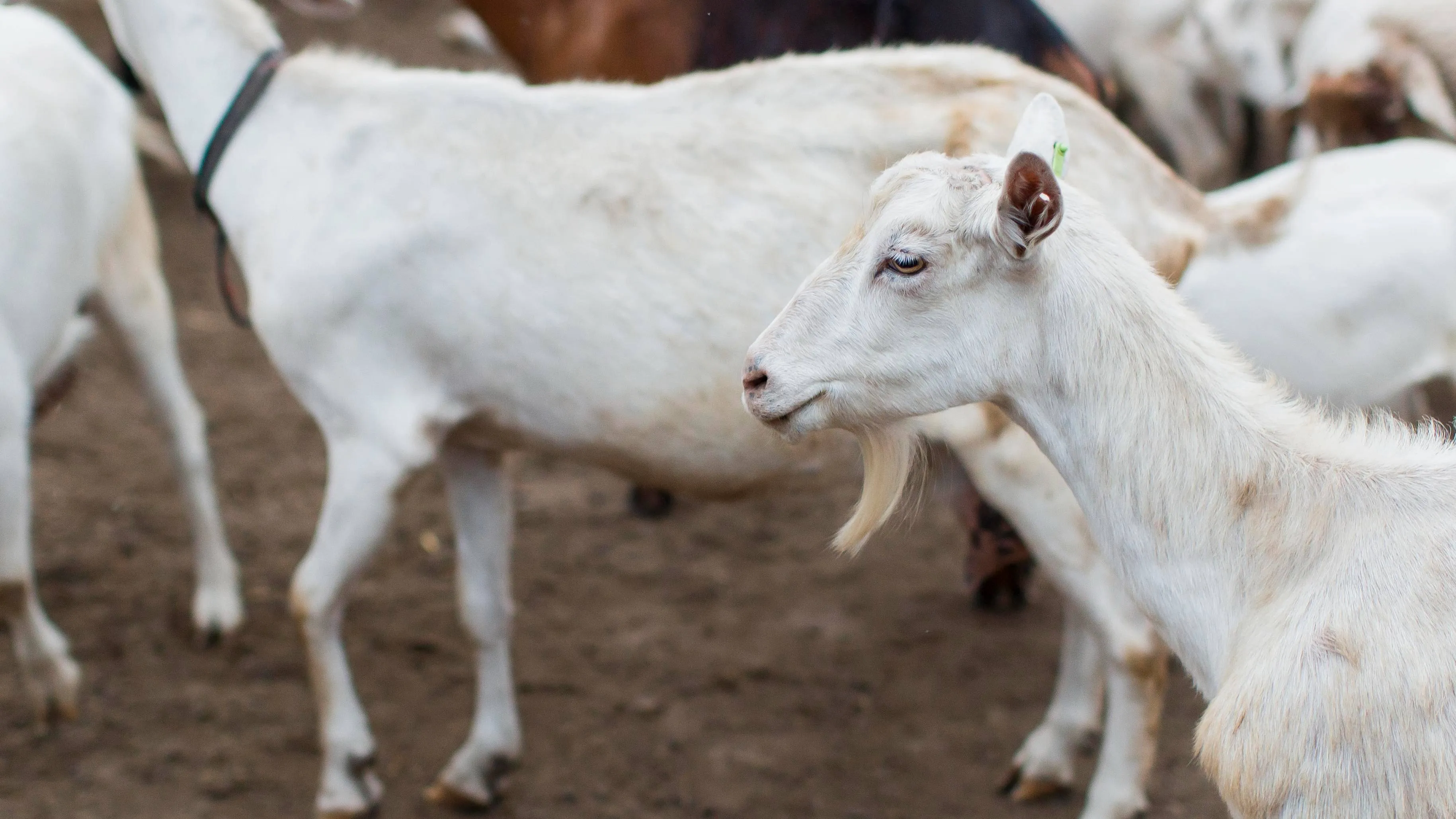 close up goats farm