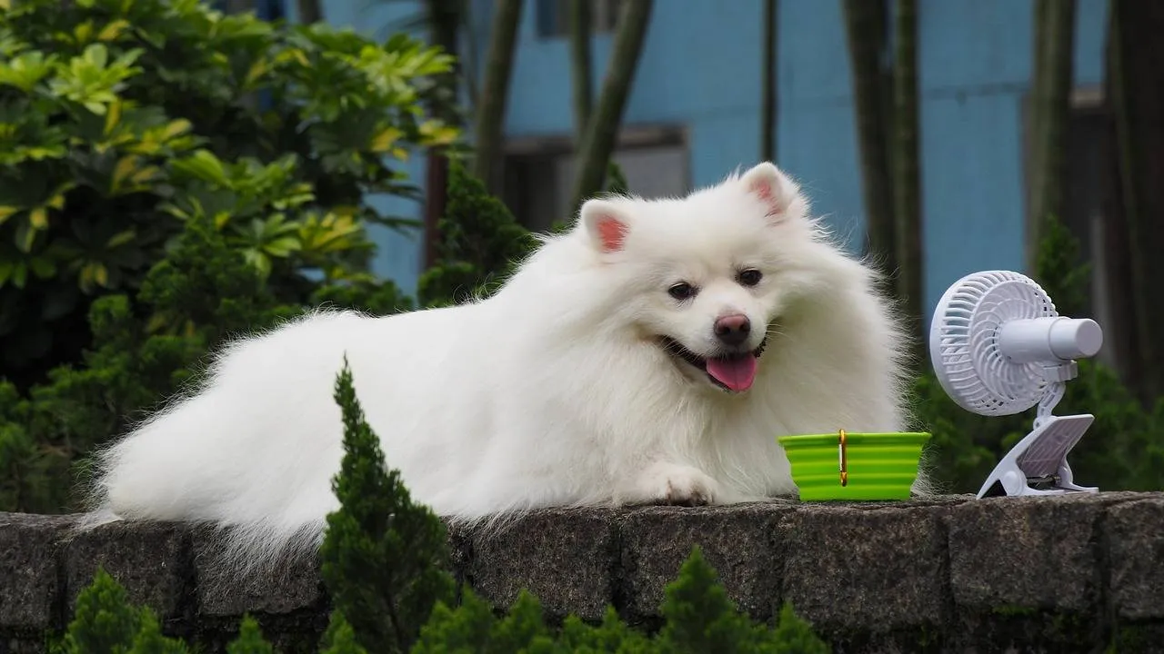 dog 5958472 1280