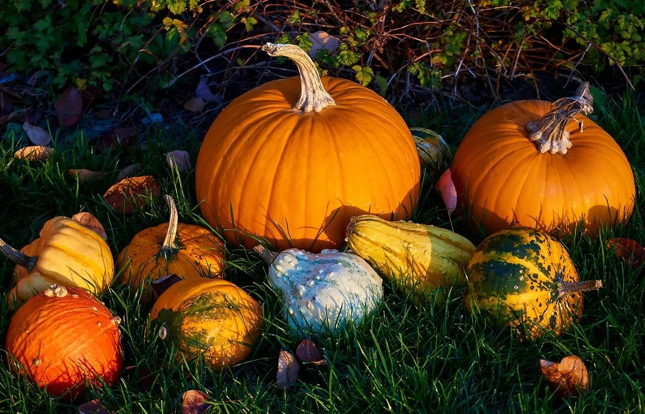 pumpkins-3781963_1280