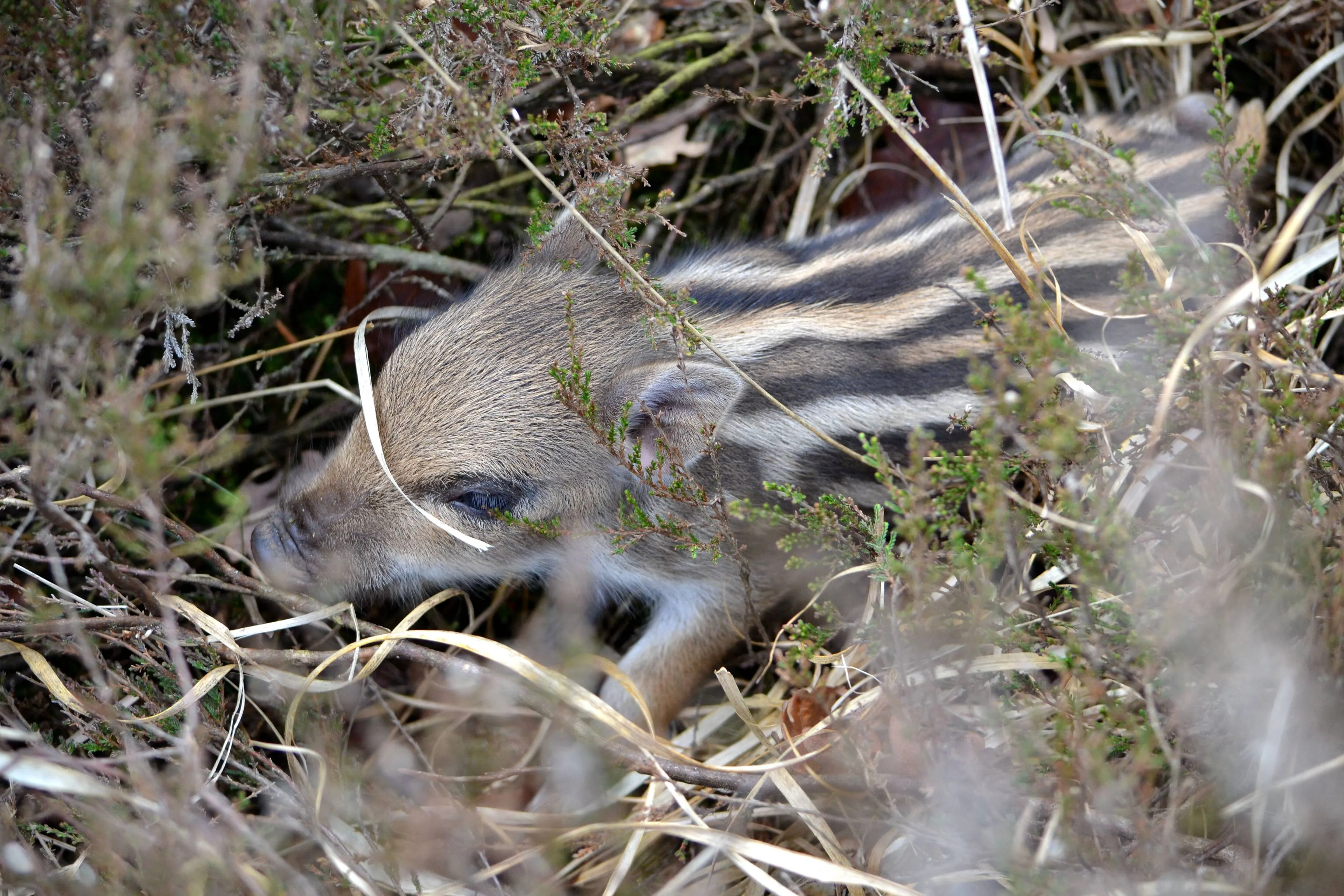 DSC_1030_01