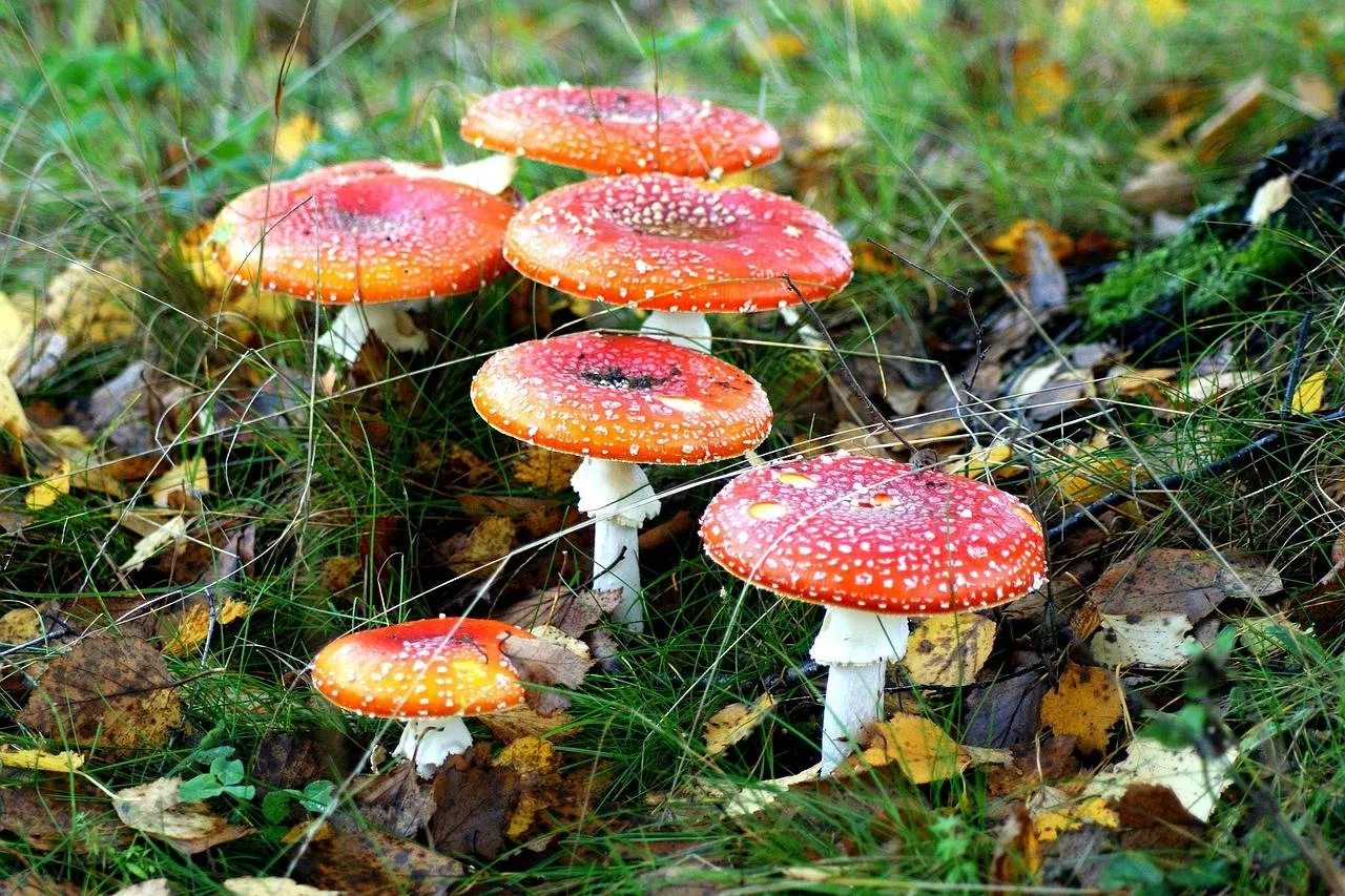 mushrooms-1567476_1280