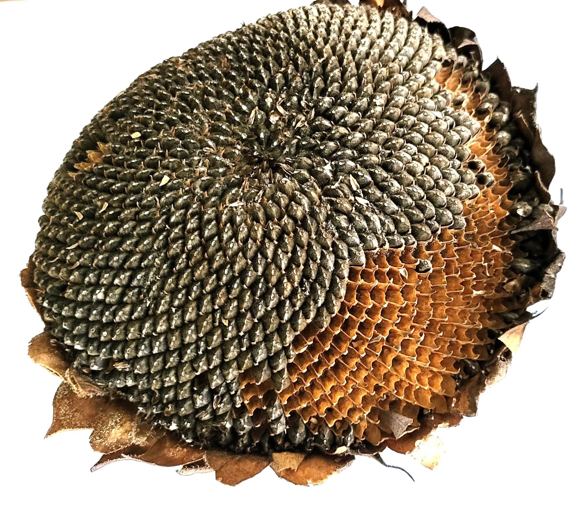 20260611foto bij lezing Fibonacci