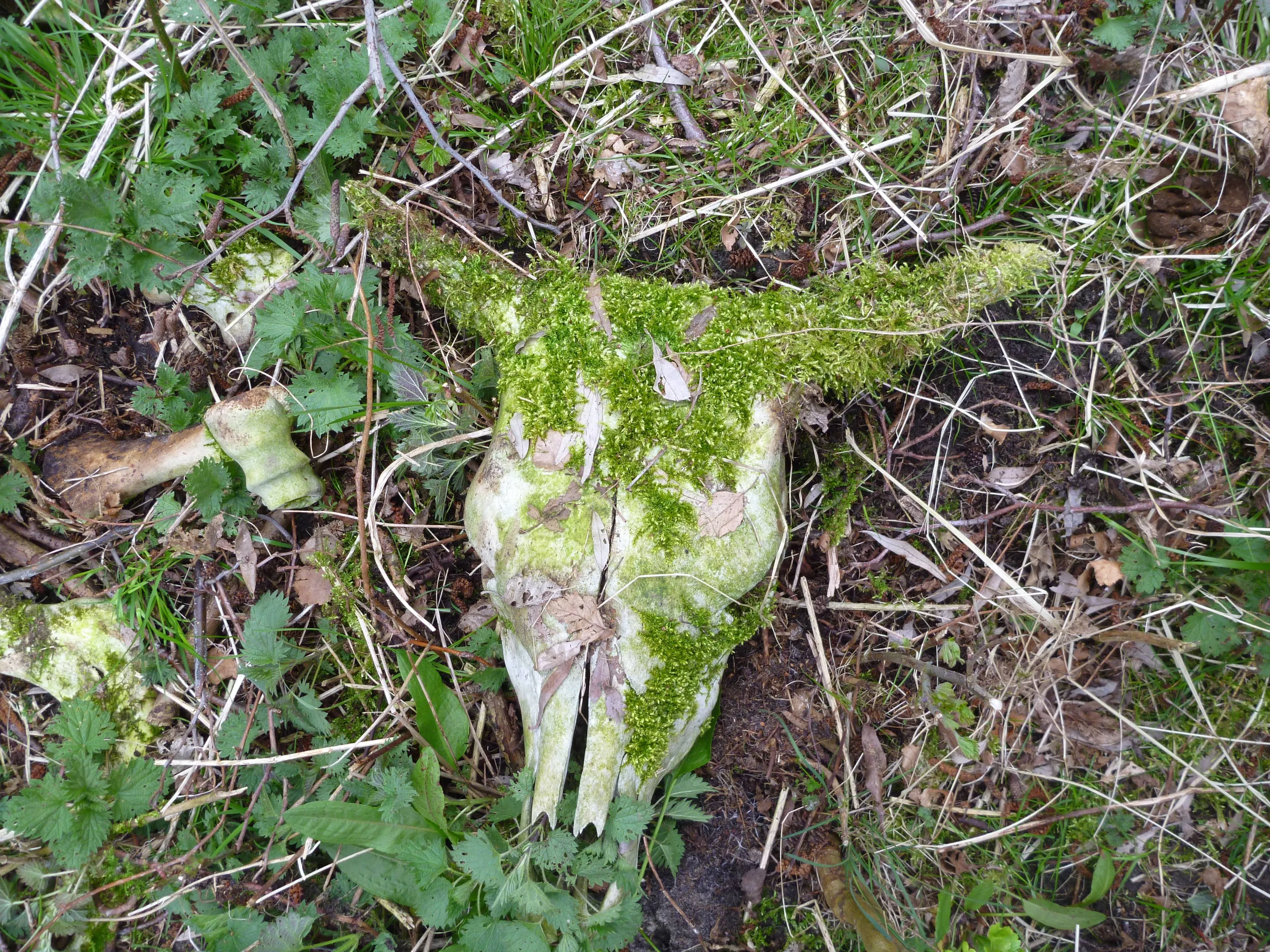 Hellegatsplaten 2011_03_30 0002 heckrund kadaver EL