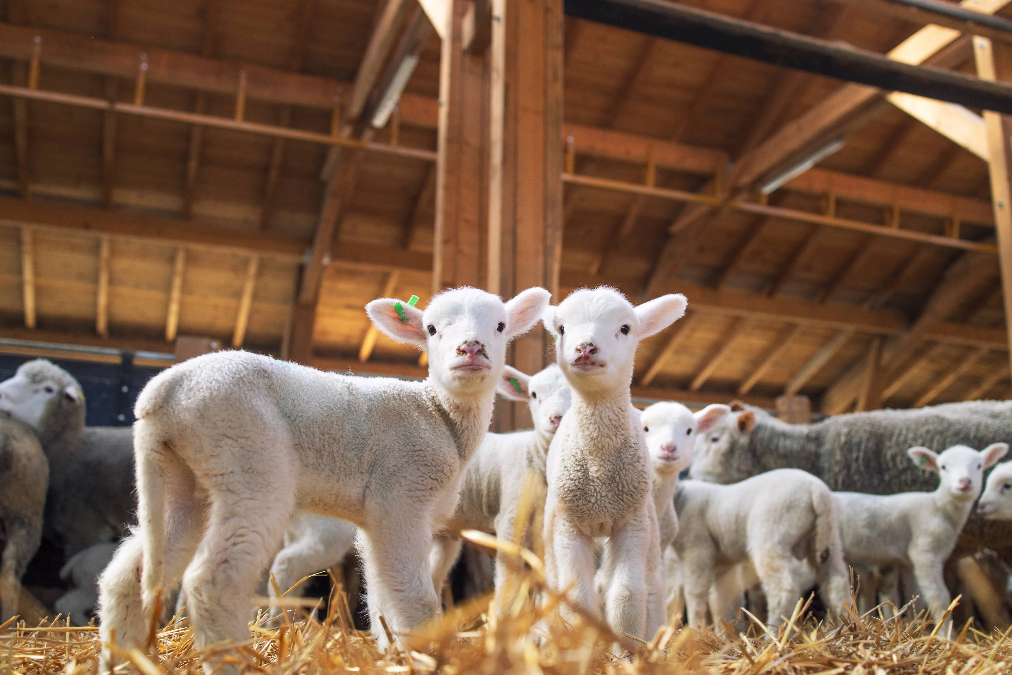 lambs-looking-front-wooden-barn