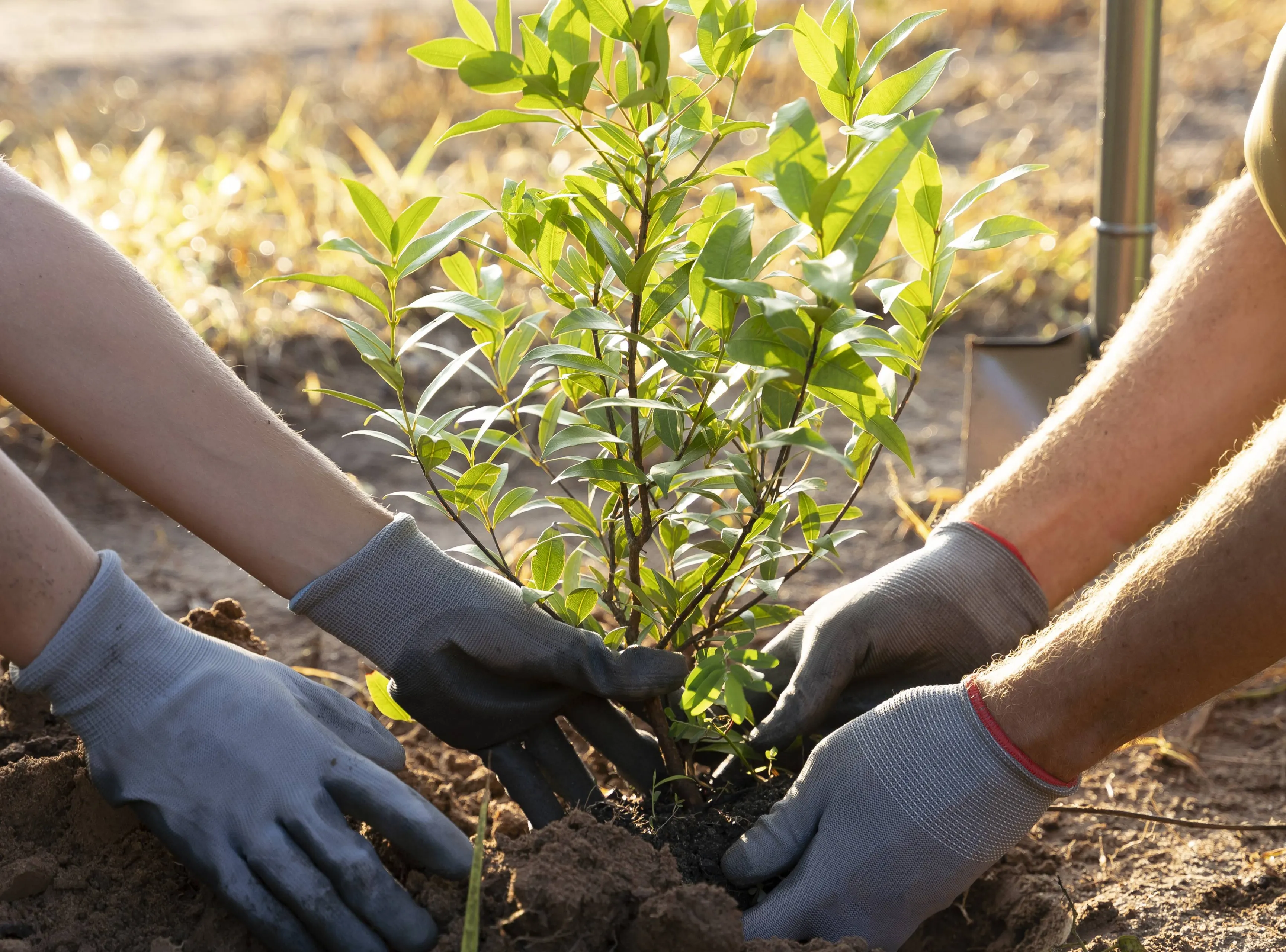 people-planting-tree-countryside