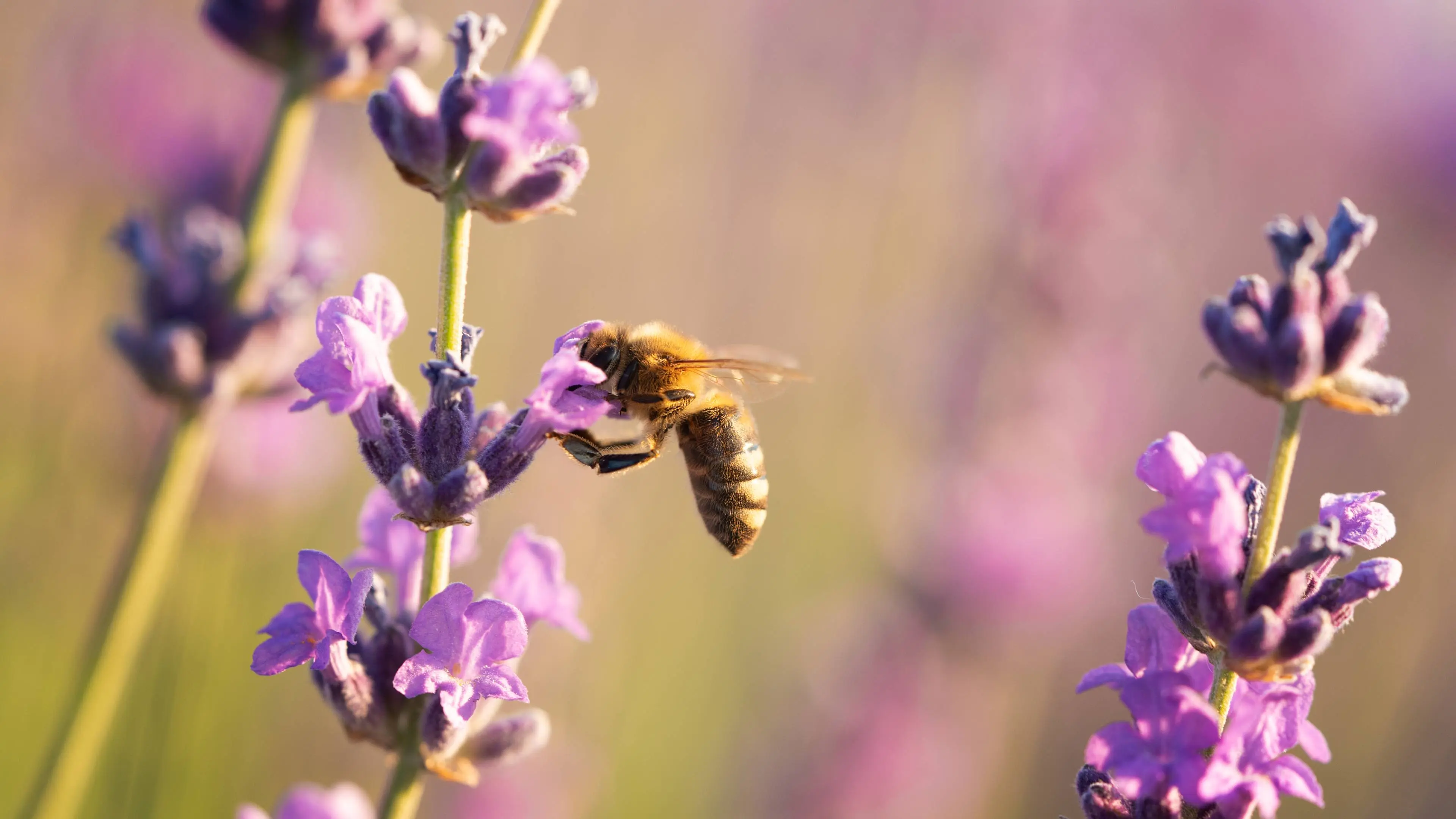 bee-beautiful-lavender-flower