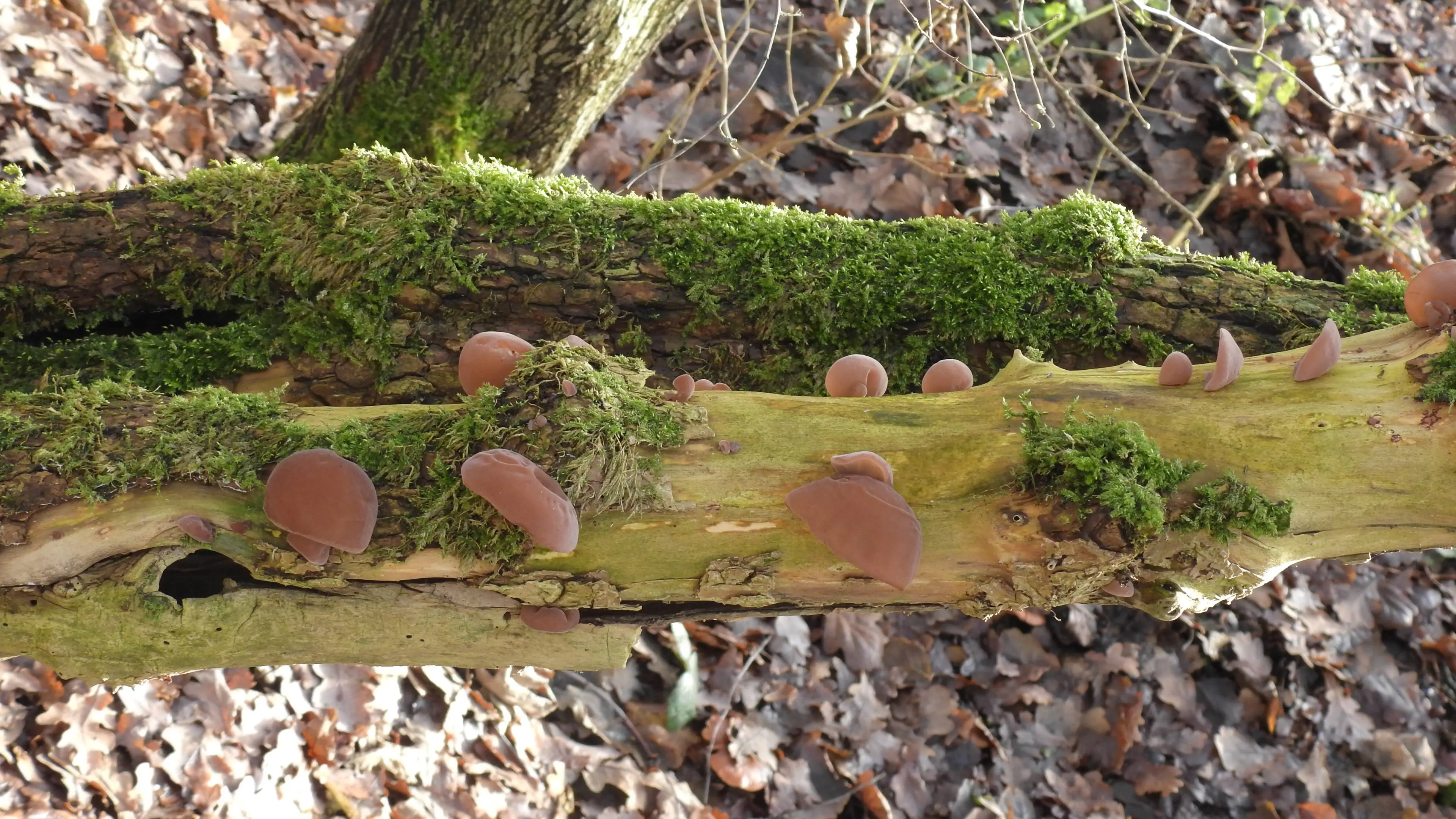 20261028 foto Dood hout leeft