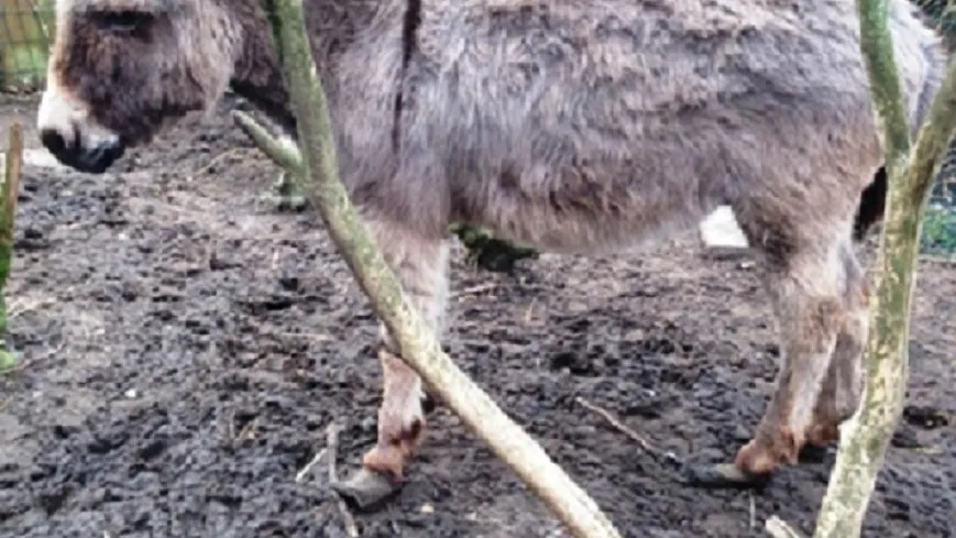 150403 ezelhoeven e1428073422743