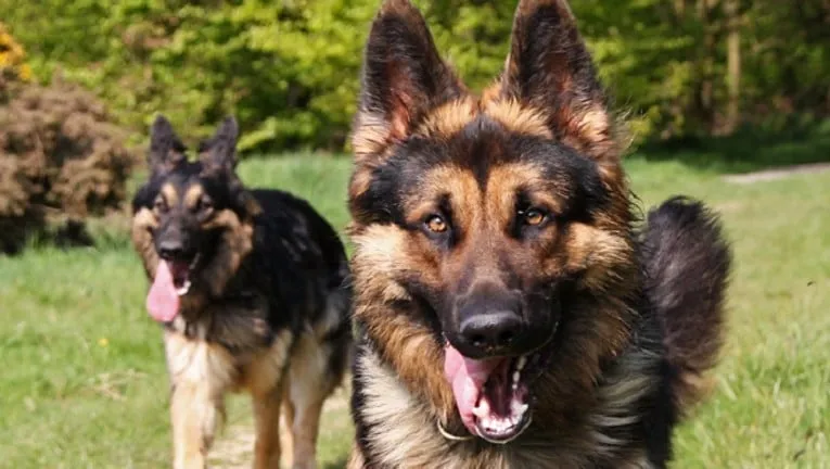 150419 duitse herders e1429449873757