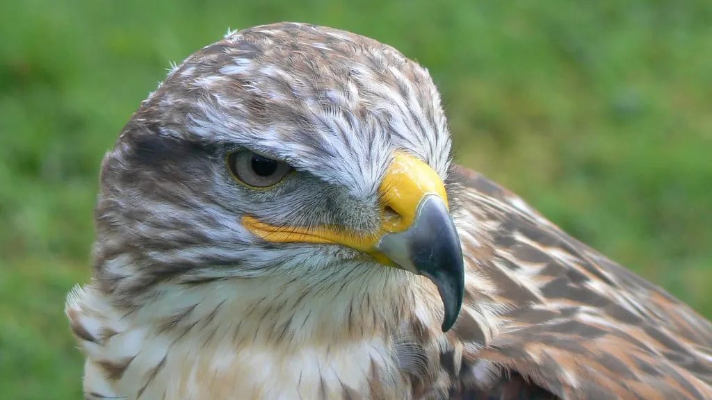 150508 roofvogel eddy van 3000 flickr cc by sa 20 e1431091613103