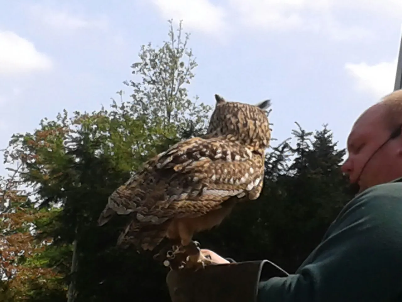 150510 roofvogelshow nicole van nijnatten 3