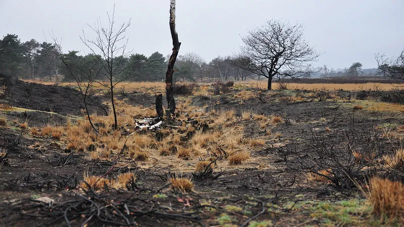 150609 bosbrand jpockele flickr cc by 20 e1433809126482