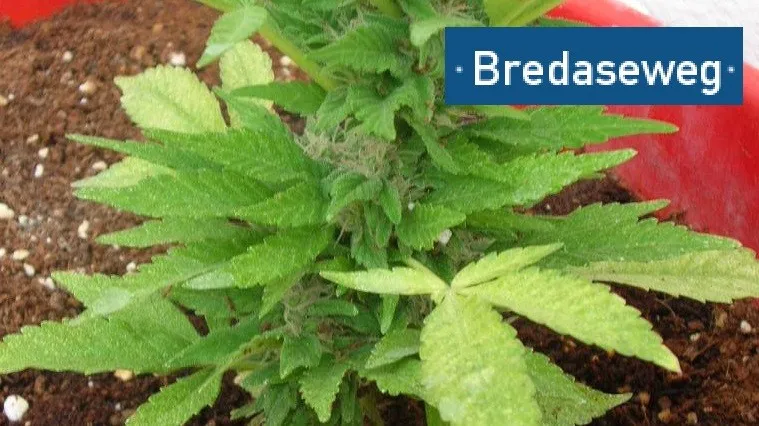 150620 hennepkwekerij bredaseweg r0bz flickr cc by 20 e1434803525695