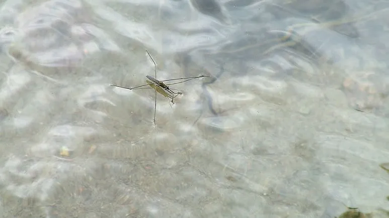 151117 schaatsenrijder nartnik duy cc by sa 30 e1444658069556