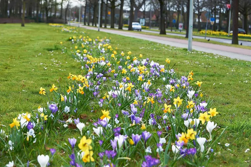 beethovenlaan roosendaal